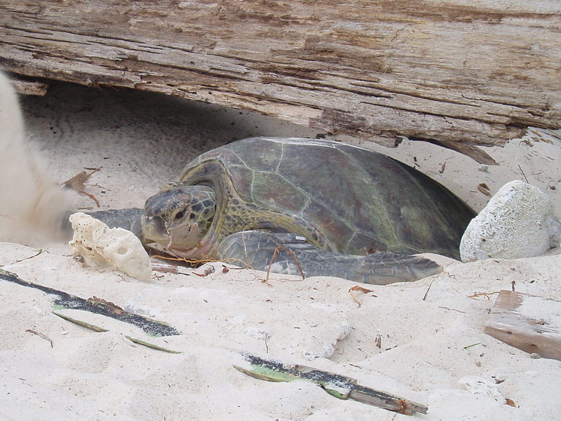 Green Sea Turtle (Chelonia mydas) - Wiki; DISPLAY FULL IMAGE.