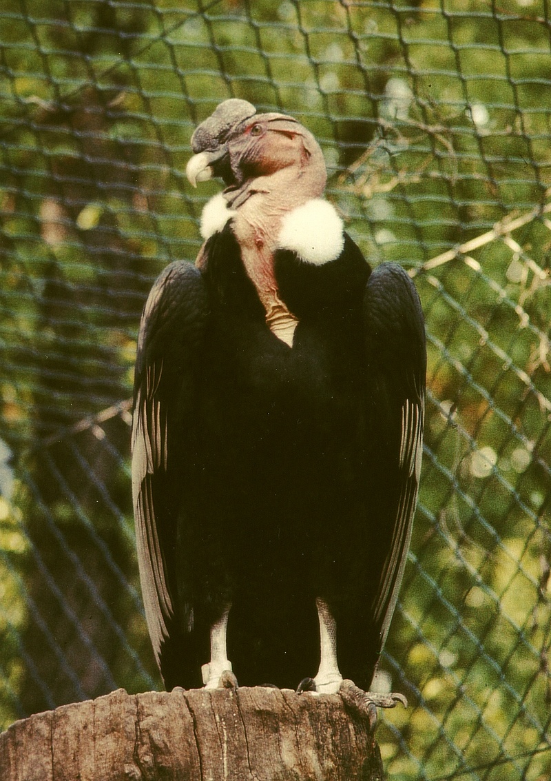 Andean Condor (Vultur gryphus) - Wiki; DISPLAY FULL IMAGE.