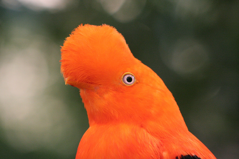 Andean Cock-of-the-rock (Rupicola peruviana) - Wiki; DISPLAY FULL IMAGE.