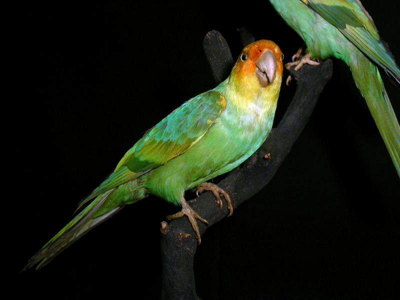 Carolina Parakeet (Conuropsis carolinensis) - Wiki; DISPLAY FULL IMAGE.