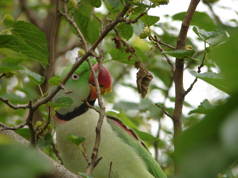 Alexandrine Parakeet (Psittacula eupatria) - Wiki; DISPLAY FULL IMAGE.