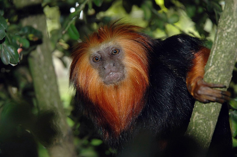 Golden-headed Lion Tamarin (Leontopithecus chrysomelas) - Wiki; DISPLAY FULL IMAGE.