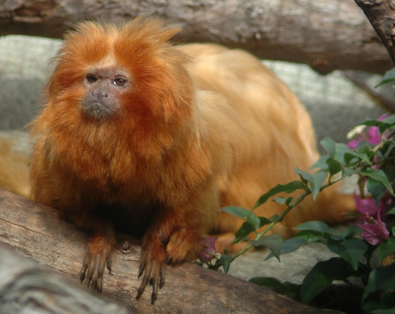 Golden Lion Tamarin (Leontopithecus rosalia) - Wiki; DISPLAY FULL IMAGE.