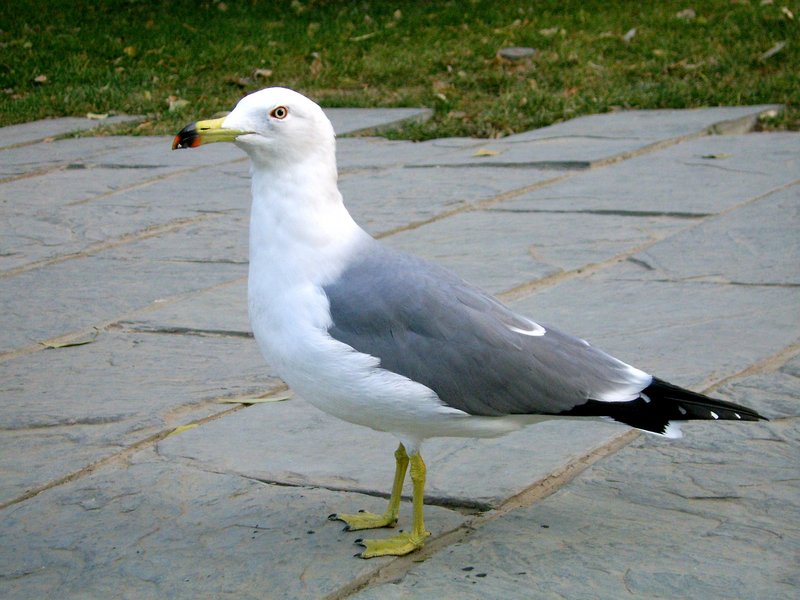 Black-tailed Gull (Larus crassirostris) - Wiki; DISPLAY FULL IMAGE.