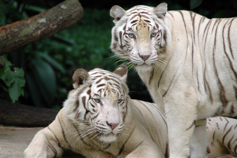 White Tiger (Panthera tigris tigris) - Wiki; DISPLAY FULL IMAGE.