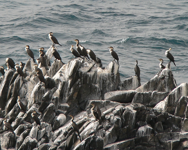 White-breasted Cormorant (Phalacrocorax lucidus) - Wiki; DISPLAY FULL IMAGE.