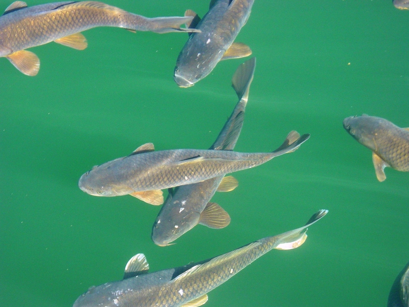 Common Carp (Cyprinus carpio) - Wiki; DISPLAY FULL IMAGE.