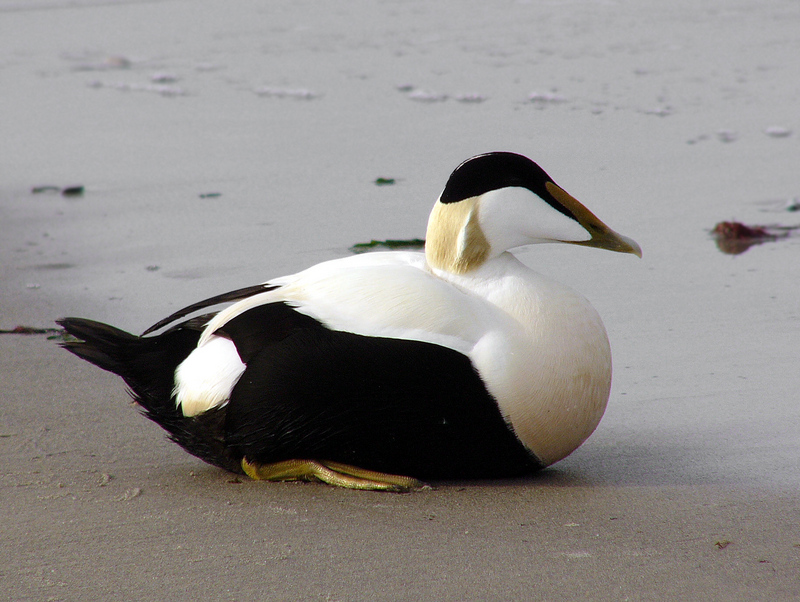 Common Eider (Somateria mollissima) - Wiki; DISPLAY FULL IMAGE.