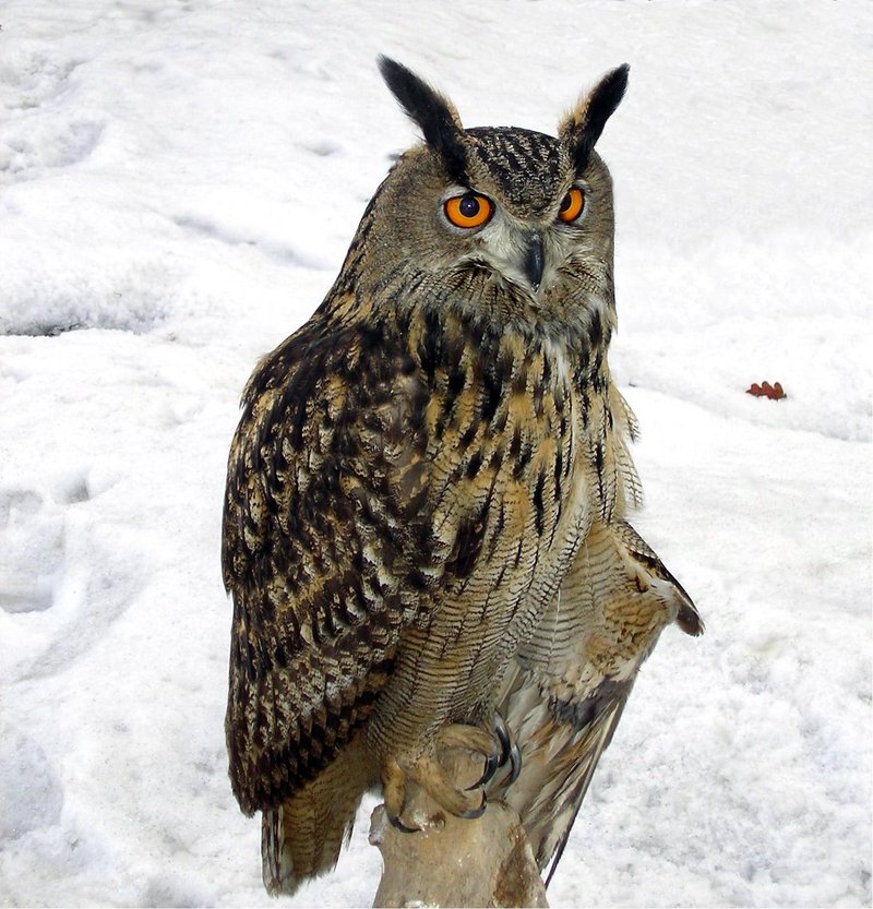 Eurasian Eagle Owl (Bubo bubo) - Wiki; DISPLAY FULL IMAGE.