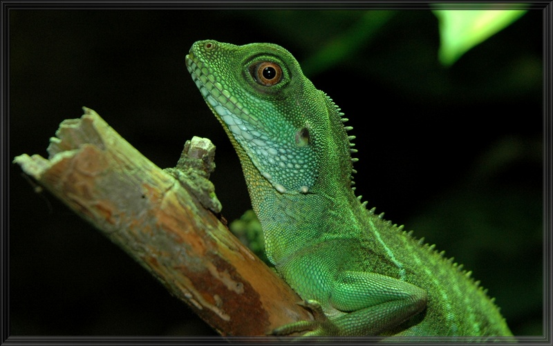 Chinese Water Dragon (Physignathus cocincinus) - Wiki; DISPLAY FULL IMAGE.