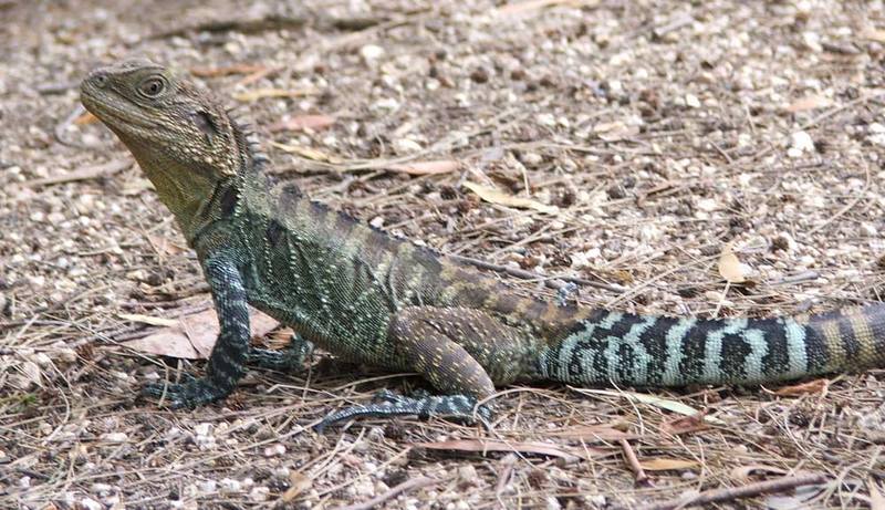 Australian Water Dragon (Physignathus lesueurii) - Wiki; DISPLAY FULL IMAGE.