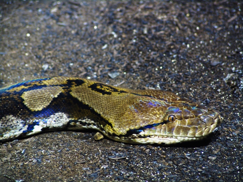 Reticulated Python (Python reticulatus) - Wiki; DISPLAY FULL IMAGE.