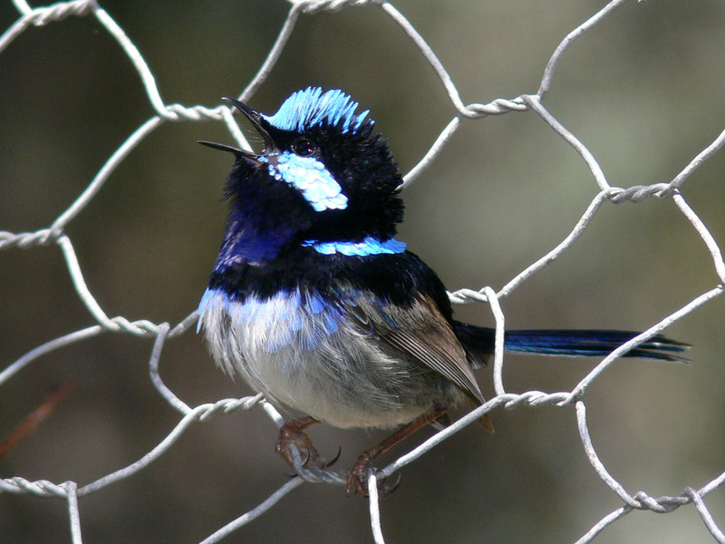 Superb Fairy-wren (Malurus cyaneus) - Wiki; DISPLAY FULL IMAGE.