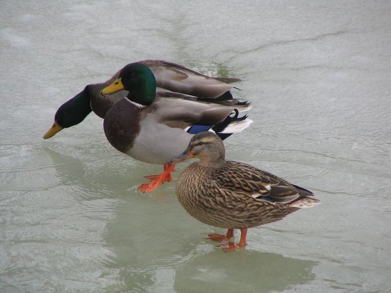 Mallard Duck (Anas platyrhynchos) - Wiki; DISPLAY FULL IMAGE.