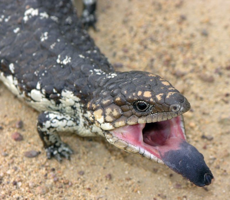 Blue-tongued Lizard (Tiliqua sp.) - Wiki; DISPLAY FULL IMAGE.