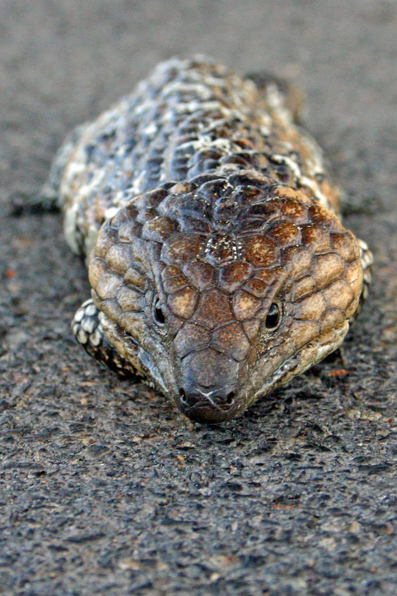 Shingleback / Stump-tailed Skink (Tiliqua rugosa) - Wiki; DISPLAY FULL IMAGE.