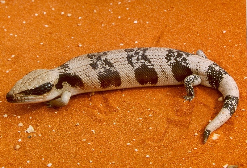 Western Blue-tongued Lizard (Tiliqua occipitalis); DISPLAY FULL IMAGE.