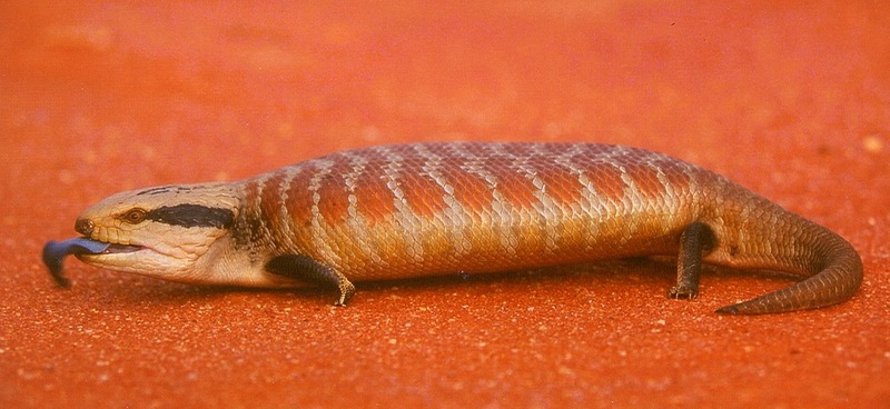 Centralian Blue-tongued Lizard (Tiliqua multifasciata) - Wiki; DISPLAY FULL IMAGE.