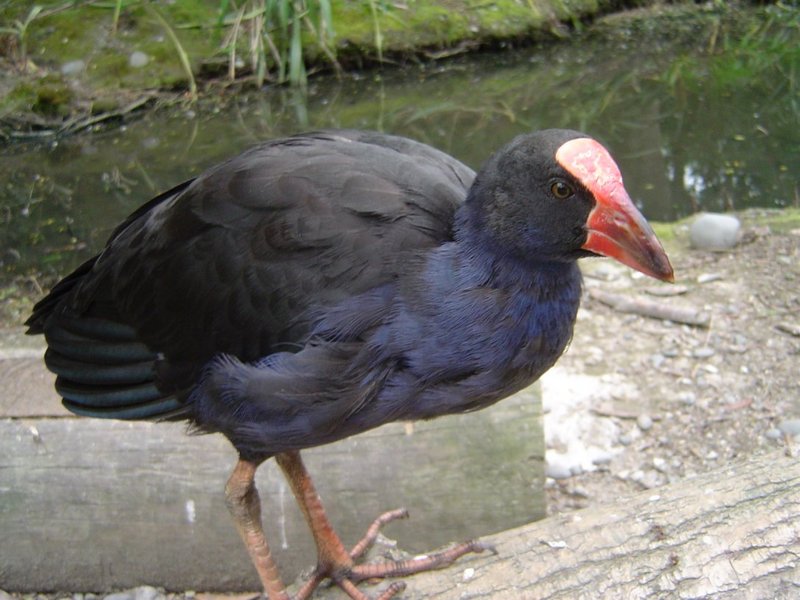 Purple Swamphen (Porphyrio porphyrio); DISPLAY FULL IMAGE.