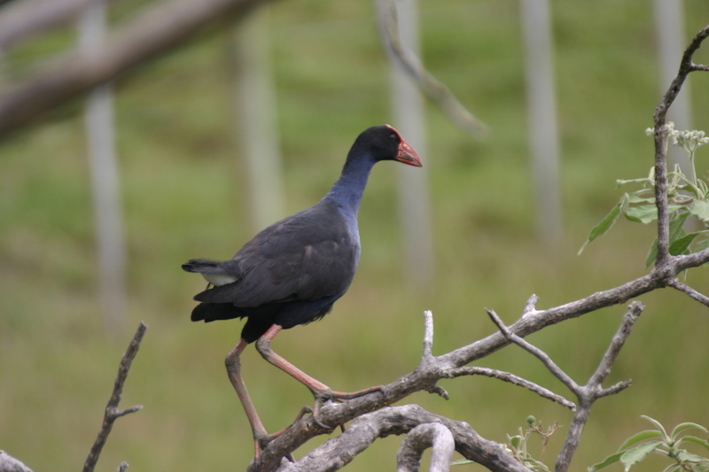 Purple Swamphen (Porphyrio porphyrio); DISPLAY FULL IMAGE.