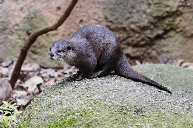 Oriental Small-clawed Otter (Aonyx cinereus) - Wiki; DISPLAY FULL IMAGE.