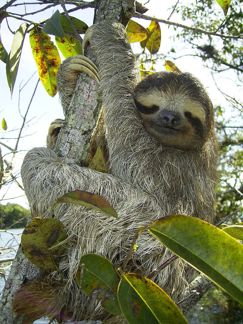 Brown-throated Three-toed Sloth (Bradypus variegatus) - Wiki; DISPLAY FULL IMAGE.