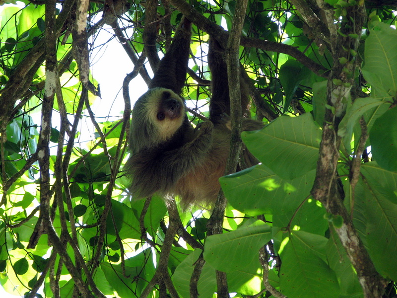 Hoffmann's Two-toed Sloth (Choloepus hoffmanni); DISPLAY FULL IMAGE.