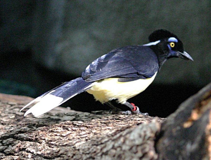 Plush-crested Jay (Cyanocorax chrysops) - Wiki; DISPLAY FULL IMAGE.