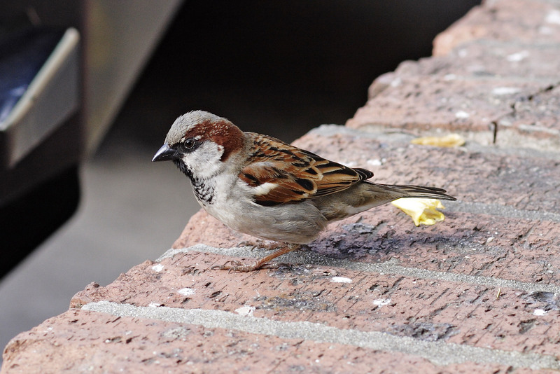 House Sparrow (Passer domesticus) - Wiki; DISPLAY FULL IMAGE.