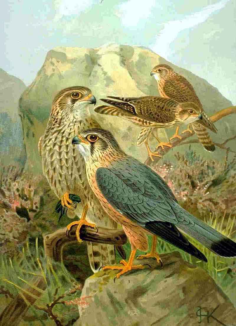 Merlin (Falco columbarius) - Wiki; DISPLAY FULL IMAGE.