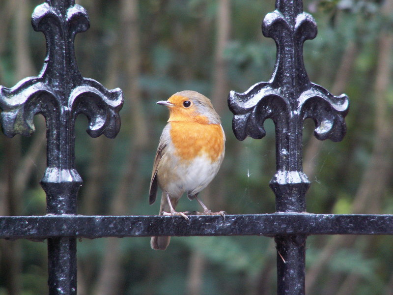 European Robin (Erithacus rubecula melophilus) - British subspecies; DISPLAY FULL IMAGE.