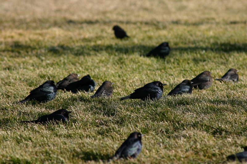 Brewer's Blackbird (Euphagus cyanocephalus) - Wiki; DISPLAY FULL IMAGE.