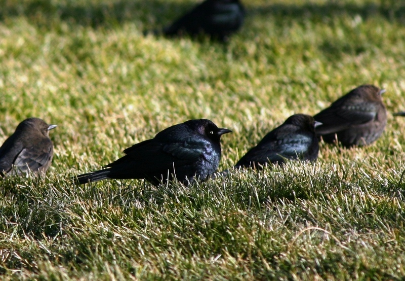 Brewer's Blackbird (Euphagus cyanocephalus); DISPLAY FULL IMAGE.