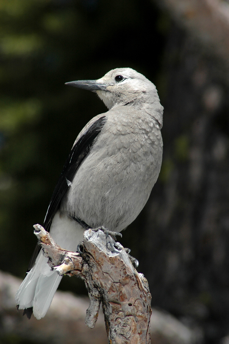 Clark's Nutcracker (Nucifraga columbiana) - Wiki; DISPLAY FULL IMAGE.