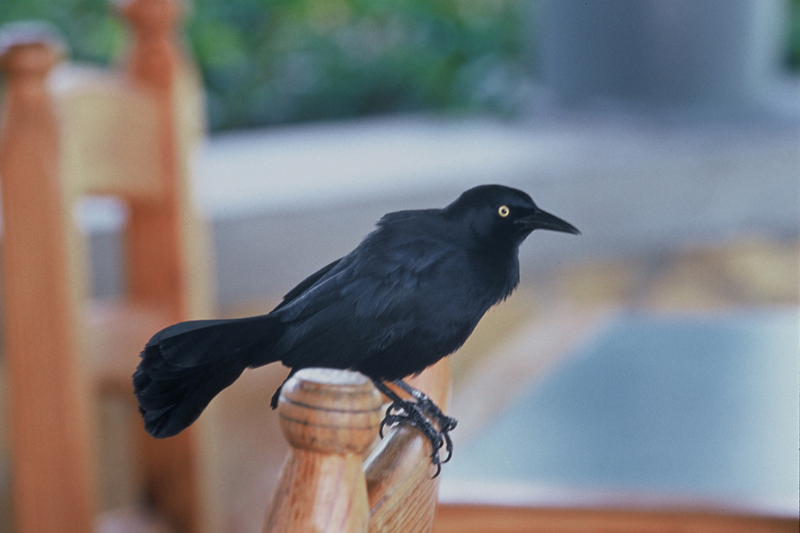 Greater Antillean Grackle (Quiscalus niger) - Wiki; DISPLAY FULL IMAGE.