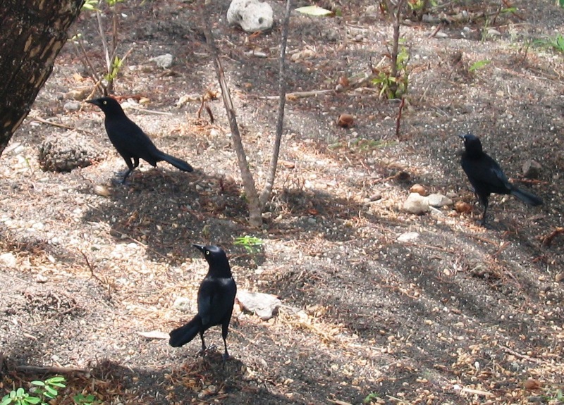 Carib Grackle (Quiscalus lugubris) - Wiki; DISPLAY FULL IMAGE.