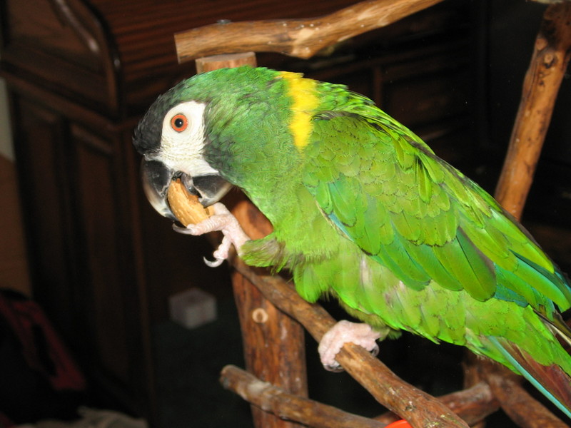 Macaw (Psittacidae) - Wiki; DISPLAY FULL IMAGE.