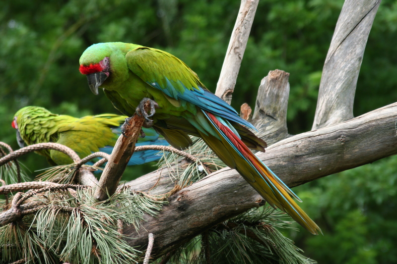 Great Green Macaw (Ara ambiguus) - Wiki; DISPLAY FULL IMAGE.