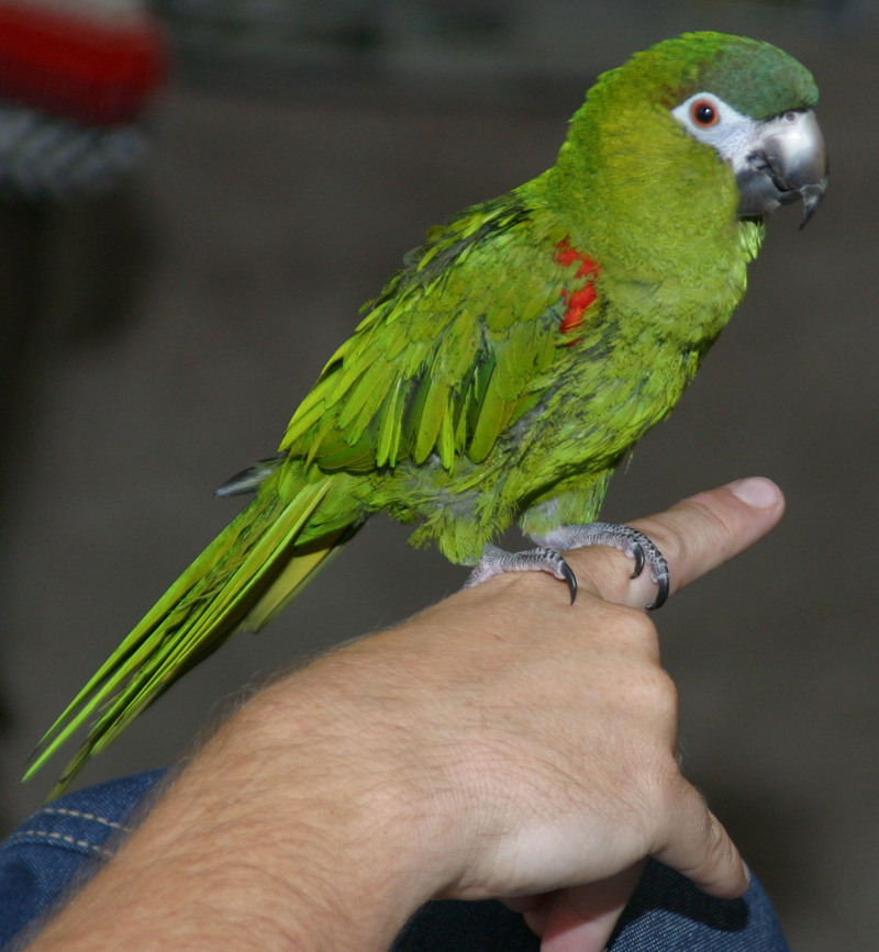 Red-shouldered Macaw (Diopsittaca nobilis) - Wiki; DISPLAY FULL IMAGE.