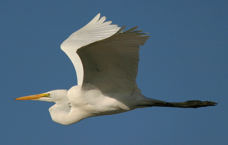 Great Egret (Casmerodius albus) - Wiki; DISPLAY FULL IMAGE.