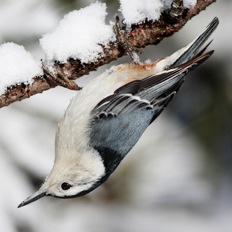 White-breasted Nuthatch (Sitta carolinensis) - Wiki; DISPLAY FULL IMAGE.
