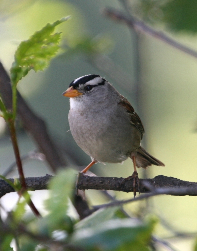 White-crowned Sparrow (Zonotrichia leucophrys) - Wiki; DISPLAY FULL IMAGE.