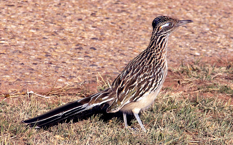 Greater Roadrunner (Geococcyx californianus) - Wiki; DISPLAY FULL IMAGE.