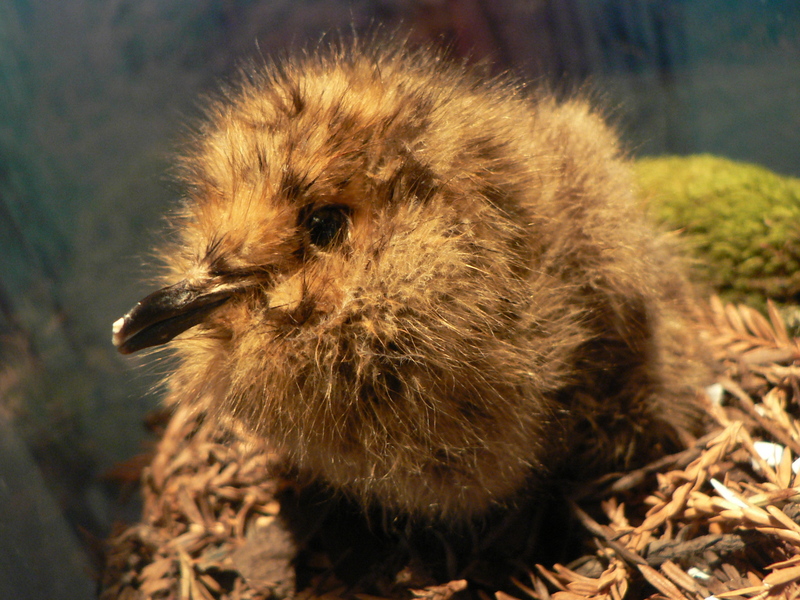 Marbled Murrelet (Brachyramphus marmoratus) - Wiki; DISPLAY FULL IMAGE.