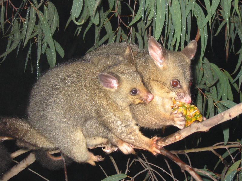 Common Brushtail Possum (Trichosurus vulpecula) - Wiki; DISPLAY FULL IMAGE.