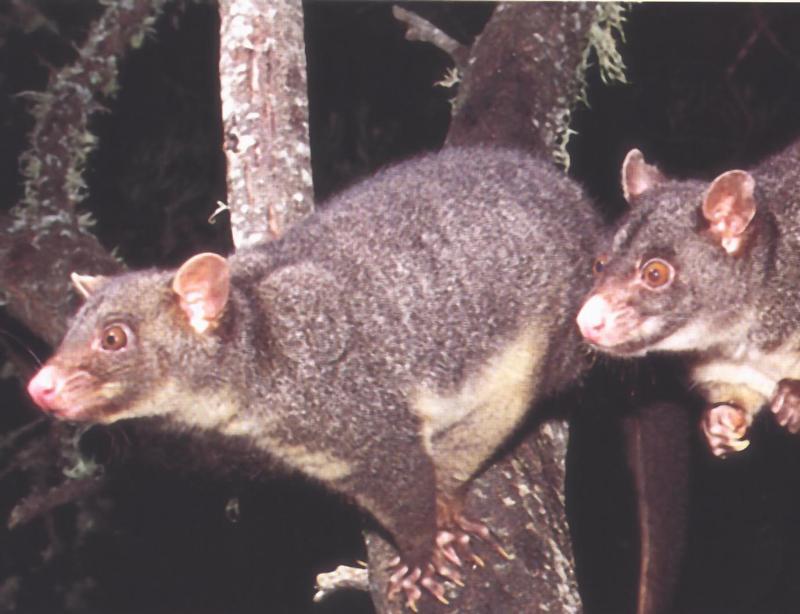 Common Brushtail Possum (Trichosurus vulpecula); DISPLAY FULL IMAGE.