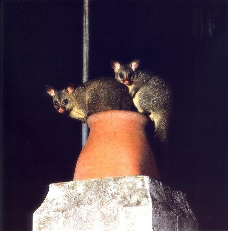 Common Brushtail Possum (Trichosurus vulpecula); DISPLAY FULL IMAGE.