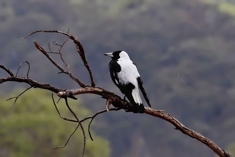 Australian Magpie (Gymnorhina tibicen) - Wiki; DISPLAY FULL IMAGE.