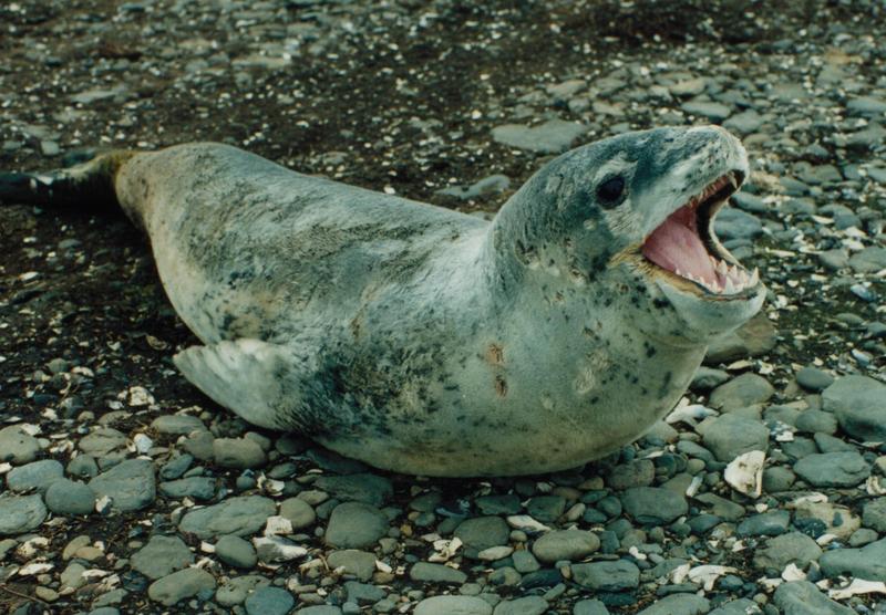 Leopard Seal (Hydrurga leptonyx) - Wiki; DISPLAY FULL IMAGE.