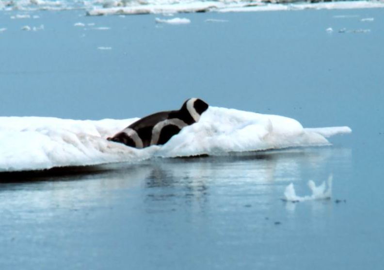 Ribbon Seal (Phoca fasciata) - Wiki; DISPLAY FULL IMAGE.